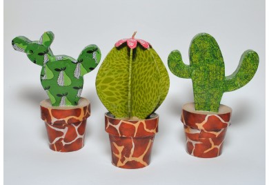 Cacti Collection Kit